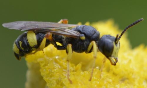 Réf. 187 069 : Cerceris rybyensis
